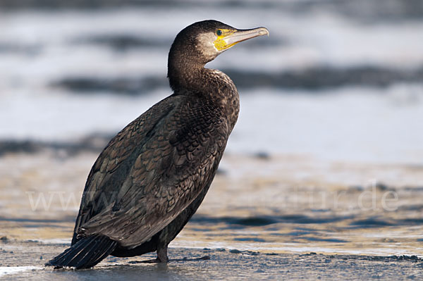 Kormoran (Phalacrocorax carbo)