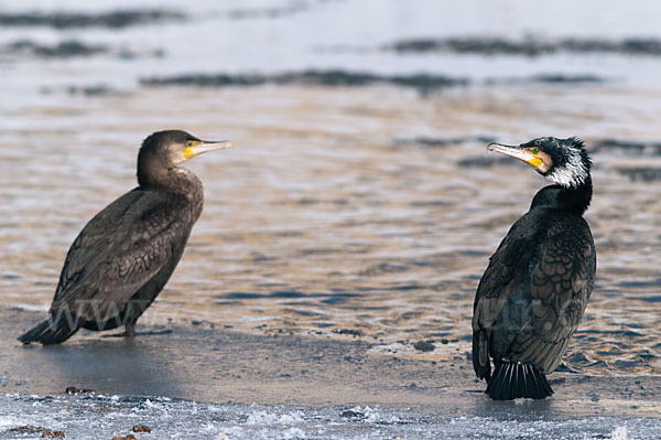 Kormoran (Phalacrocorax carbo)