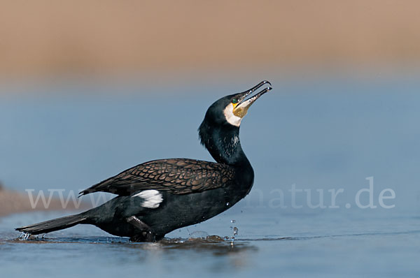 Kormoran (Phalacrocorax carbo)