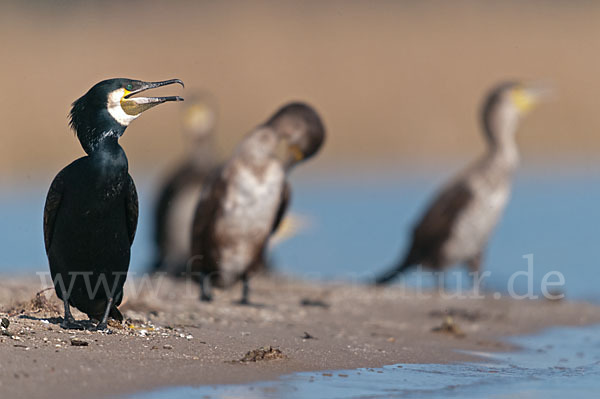 Kormoran (Phalacrocorax carbo)