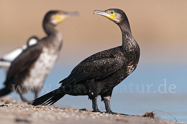 Kormoran (Phalacrocorax carbo)