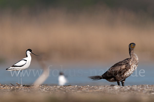 Kormoran (Phalacrocorax carbo)