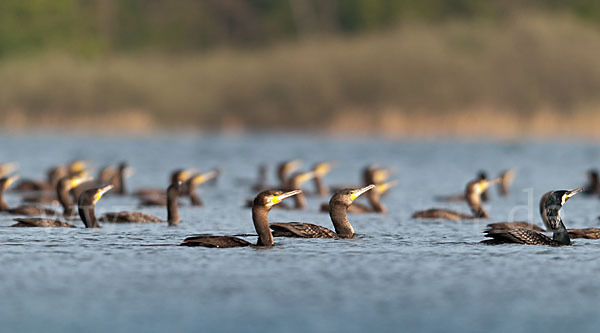 Kormoran (Phalacrocorax carbo)