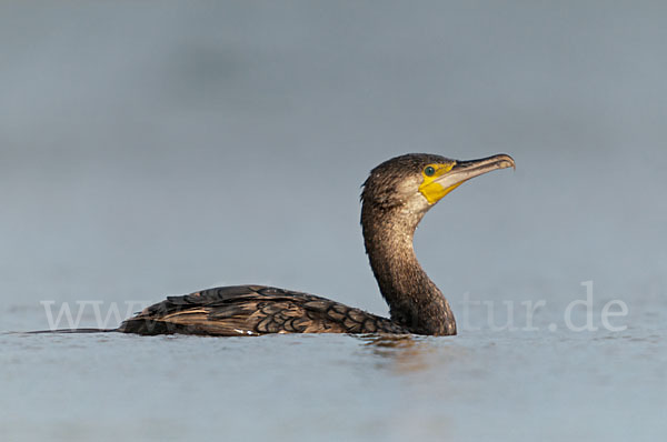 Kormoran (Phalacrocorax carbo)