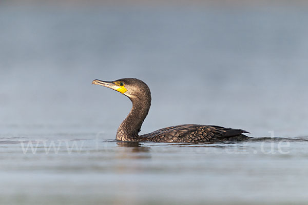 Kormoran (Phalacrocorax carbo)