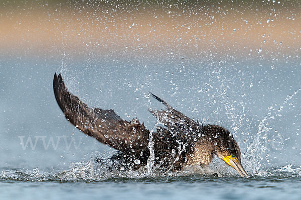 Kormoran (Phalacrocorax carbo)