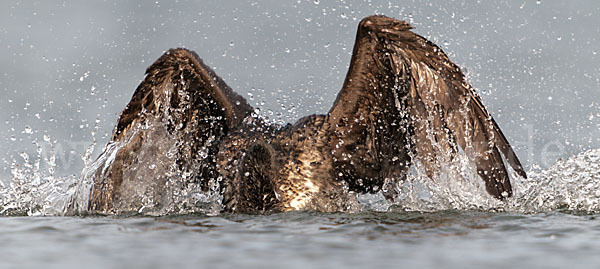 Kormoran (Phalacrocorax carbo)