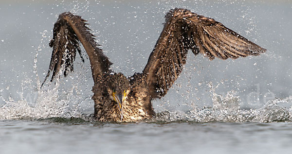 Kormoran (Phalacrocorax carbo)