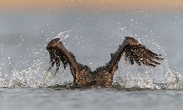 Kormoran (Phalacrocorax carbo)