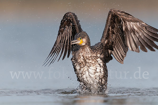 Kormoran (Phalacrocorax carbo)