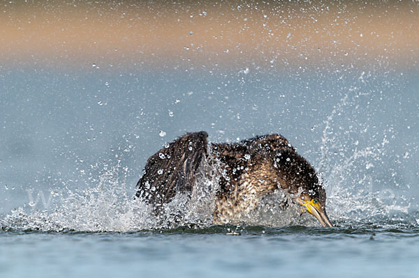 Kormoran (Phalacrocorax carbo)