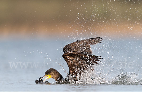 Kormoran (Phalacrocorax carbo)