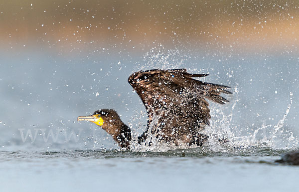 Kormoran (Phalacrocorax carbo)