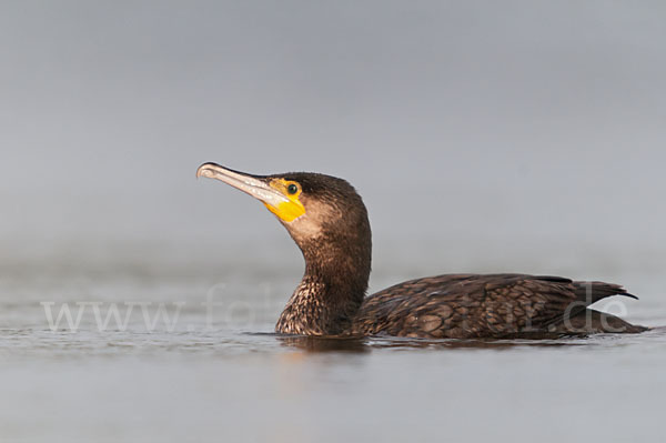 Kormoran (Phalacrocorax carbo)