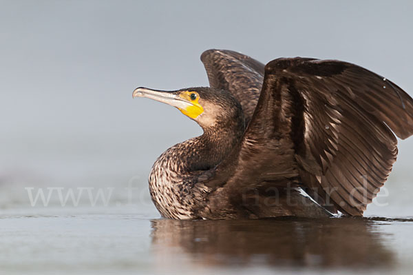 Kormoran (Phalacrocorax carbo)