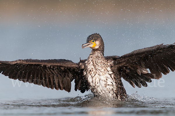 Kormoran (Phalacrocorax carbo)