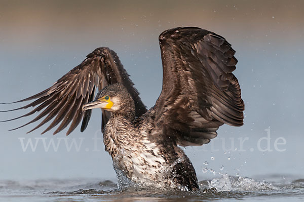 Kormoran (Phalacrocorax carbo)