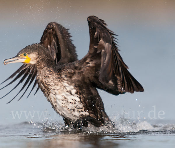 Kormoran (Phalacrocorax carbo)