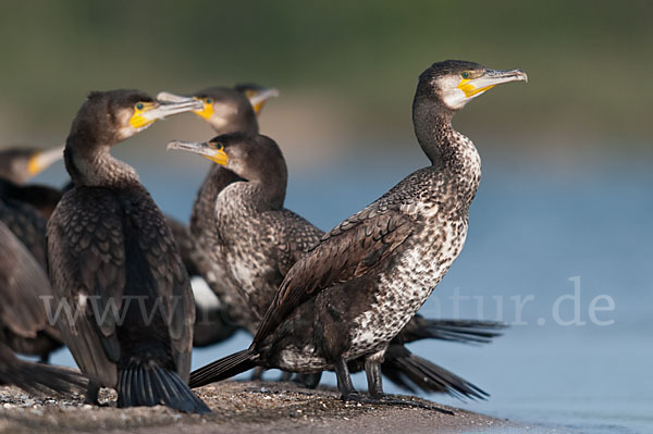 Kormoran (Phalacrocorax carbo)