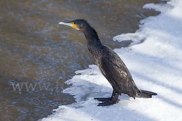 Kormoran (Phalacrocorax carbo)