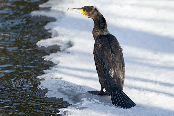 Kormoran (Phalacrocorax carbo)