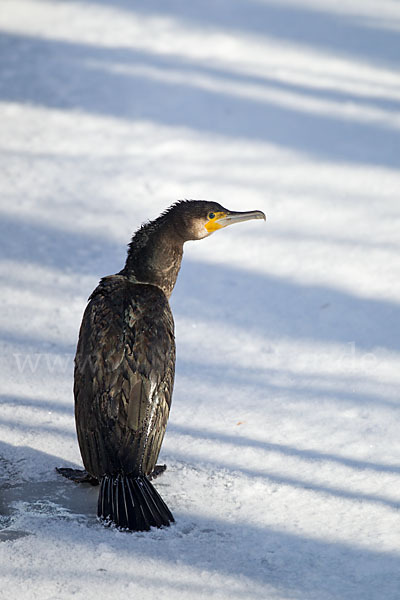 Kormoran (Phalacrocorax carbo)