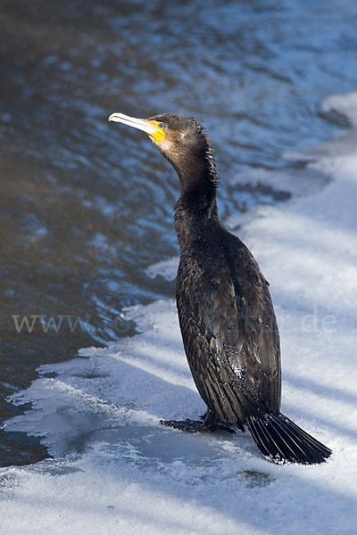 Kormoran (Phalacrocorax carbo)