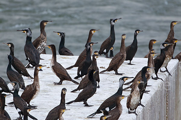 Kormoran (Phalacrocorax carbo)