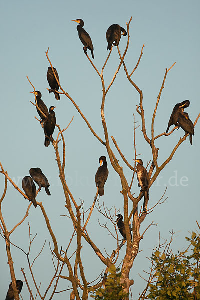 Kormoran (Phalacrocorax carbo)