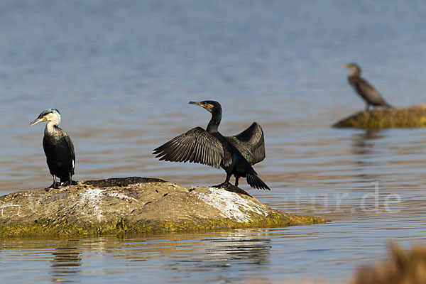 Kormoran (Phalacrocorax carbo)