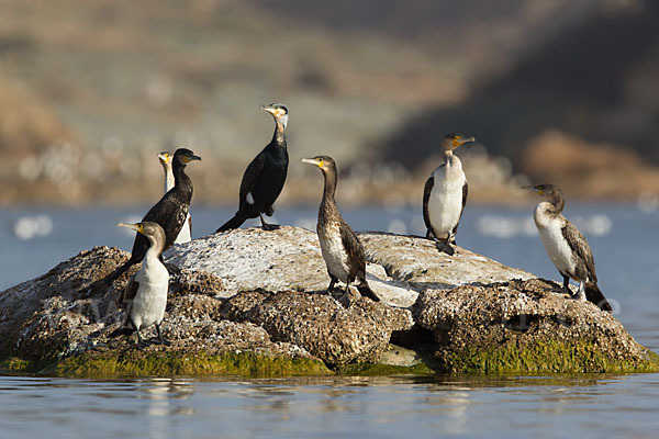 Kormoran (Phalacrocorax carbo)