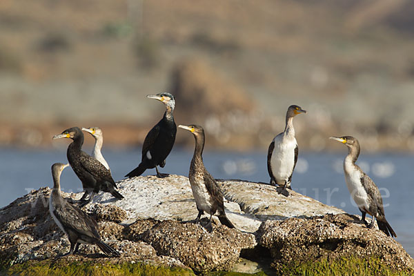 Kormoran (Phalacrocorax carbo)