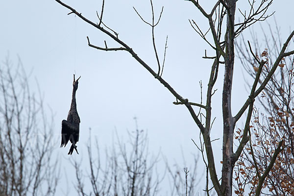 Kormoran (Phalacrocorax carbo)