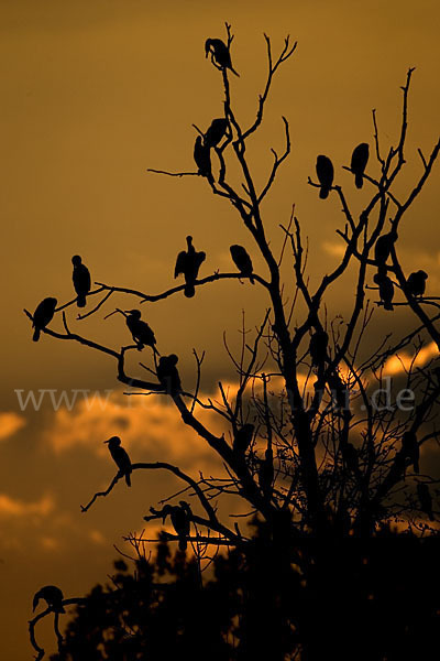 Kormoran (Phalacrocorax carbo)