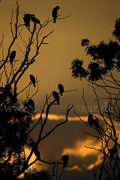 Kormoran (Phalacrocorax carbo)