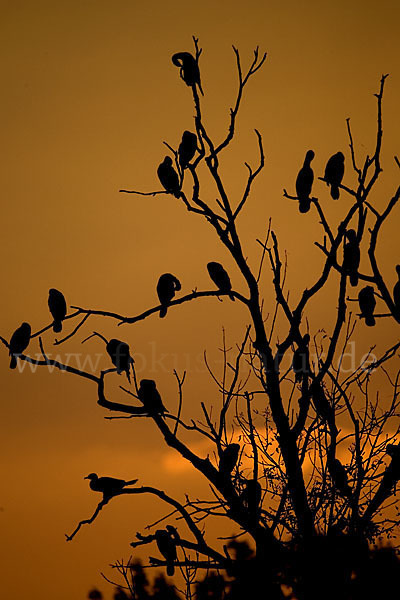 Kormoran (Phalacrocorax carbo)