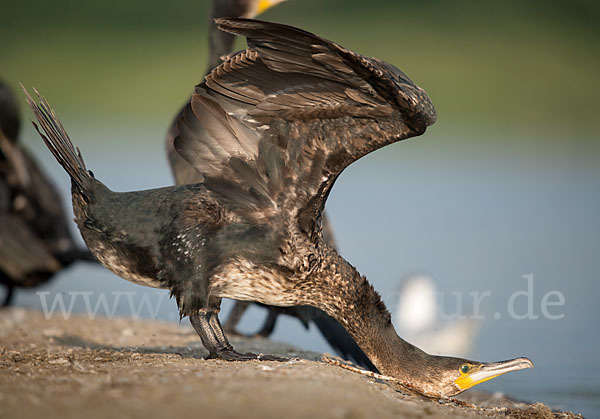 Kormoran (Phalacrocorax carbo)