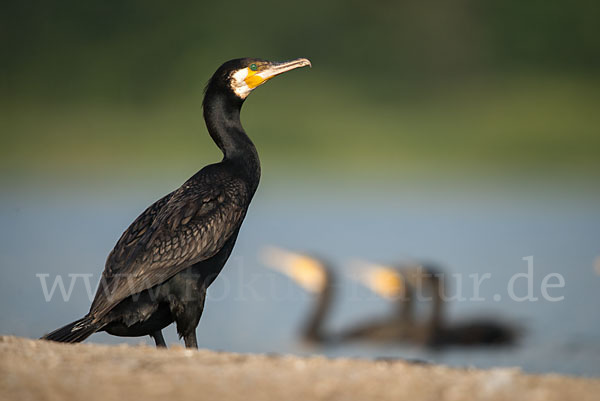 Kormoran (Phalacrocorax carbo)