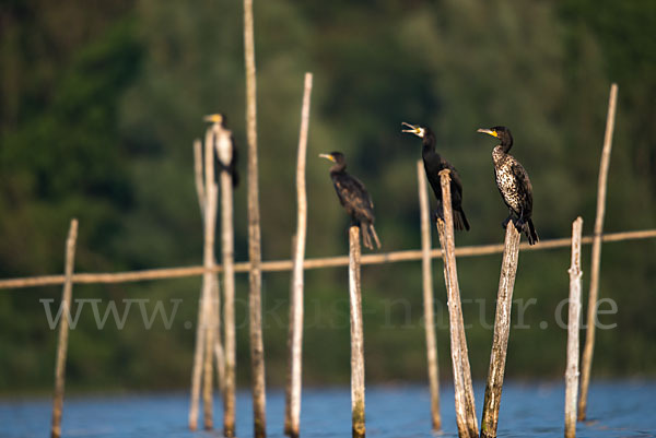 Kormoran (Phalacrocorax carbo)