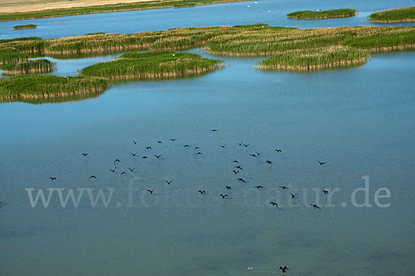 Kormoran (Phalacrocorax carbo)