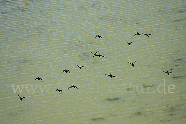 Kormoran (Phalacrocorax carbo)