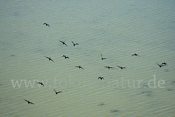 Kormoran (Phalacrocorax carbo)