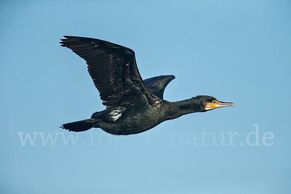 Kormoran (Phalacrocorax carbo)