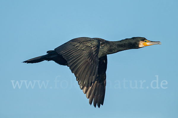 Kormoran (Phalacrocorax carbo)