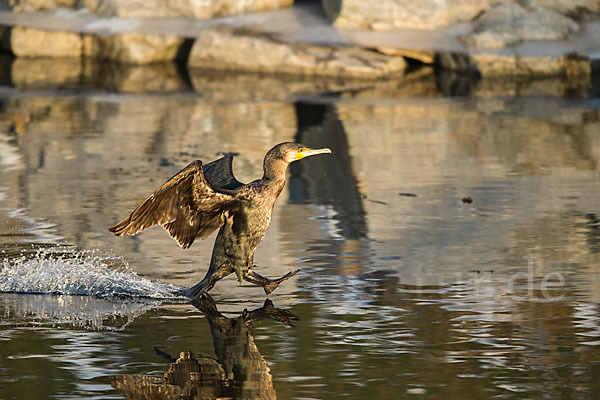 Kormoran (Phalacrocorax carbo)