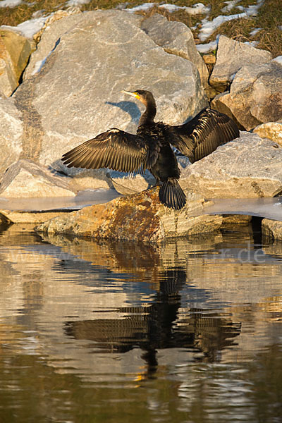 Kormoran (Phalacrocorax carbo)