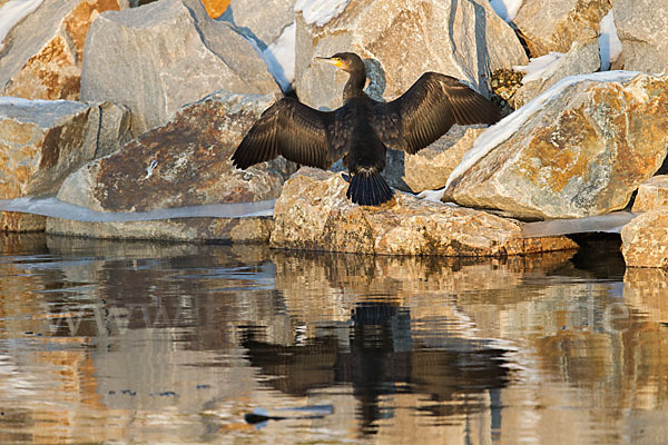 Kormoran (Phalacrocorax carbo)