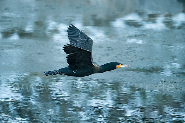 Kormoran (Phalacrocorax carbo)