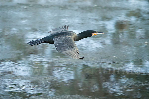 Kormoran (Phalacrocorax carbo)