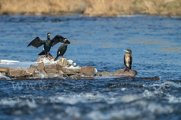 Kormoran (Phalacrocorax carbo)